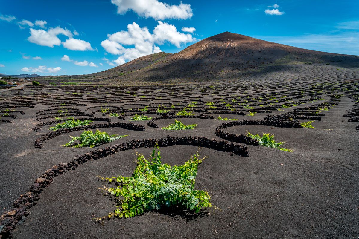 Cultivos en enarenados. La precipitación de rocío